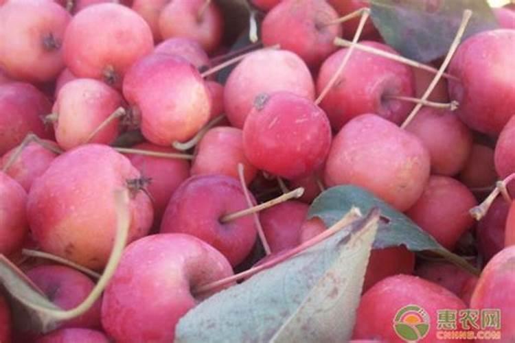 水溶肥果树灌根正确方法