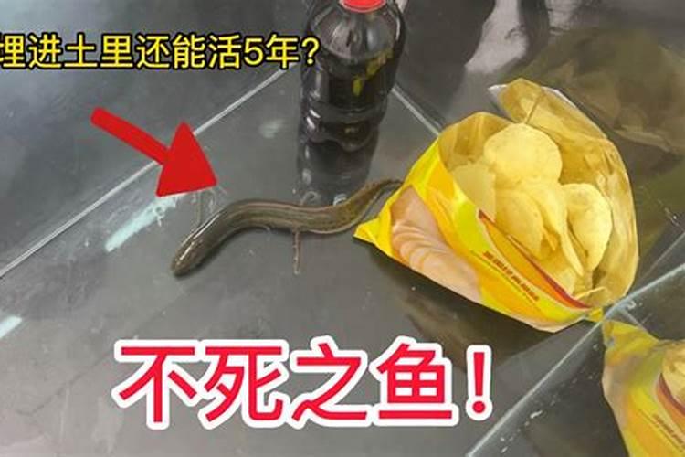 樱桃树水溶肥的使用方法