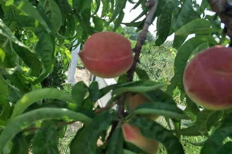 大棚油桃硬核期怎样施肥