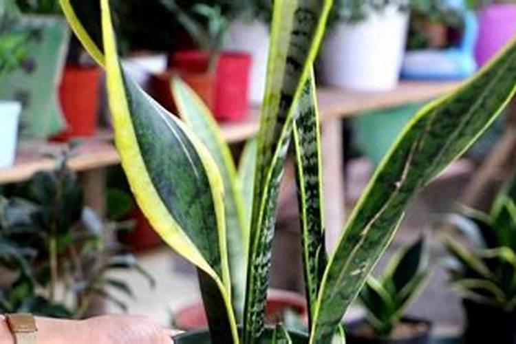 固氮菌促进植物生长的原理