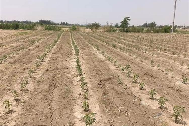 辣椒种植怎样用水溶肥