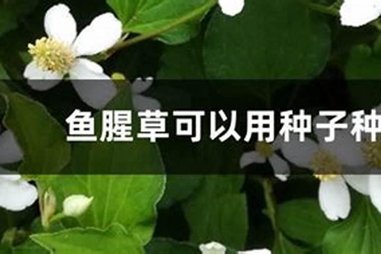 鱼腥草嫩叶种植技术,怎么才能让叶片红,杆子粗壮？