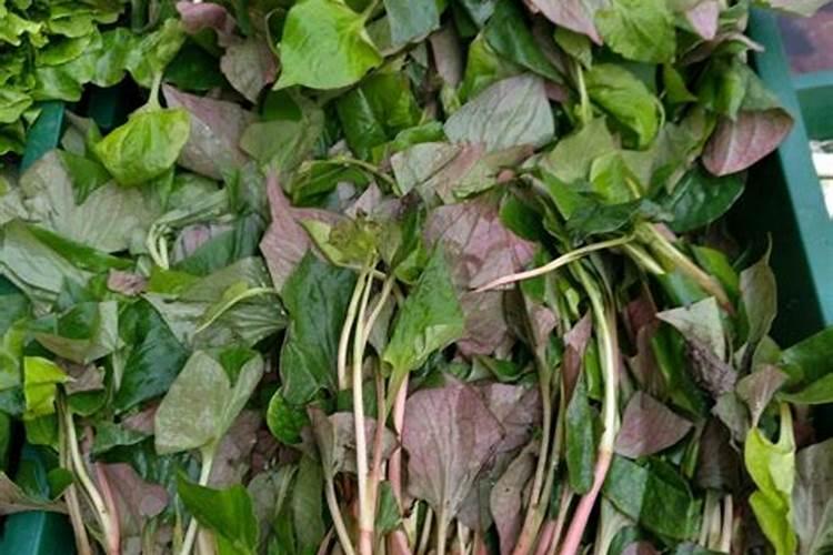 种鱼腥草用什么肥料最好