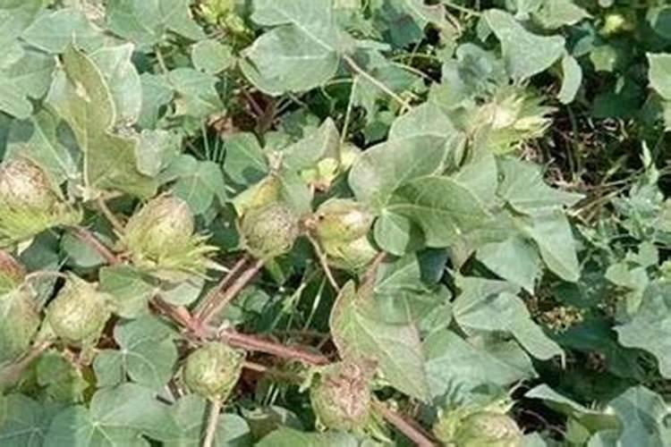 棉花底肥用什么肥料好