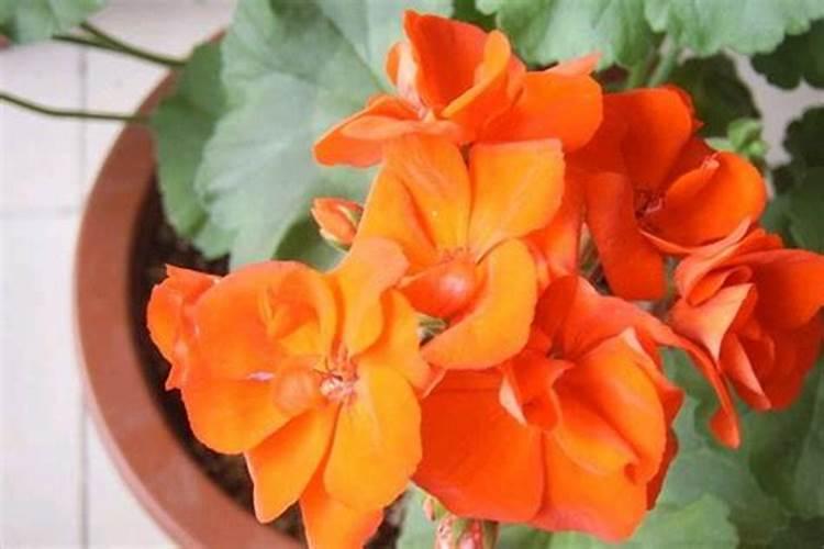 天竺葵怎么养 现在天竺葵这样养,过年正好开爆盆,摆在家里太喜人!百度...