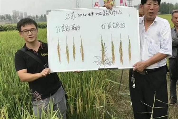 常见青辣椒品种