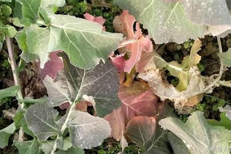 鱼缸养水草的正确方法