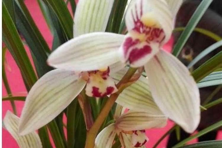 兰花不开花的原因及怎样开花