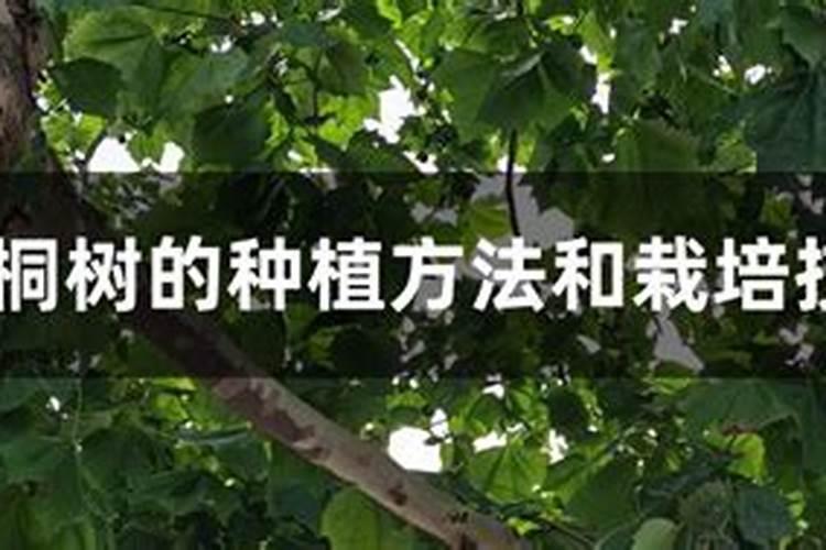 桐树几天浇水,怎么长的快