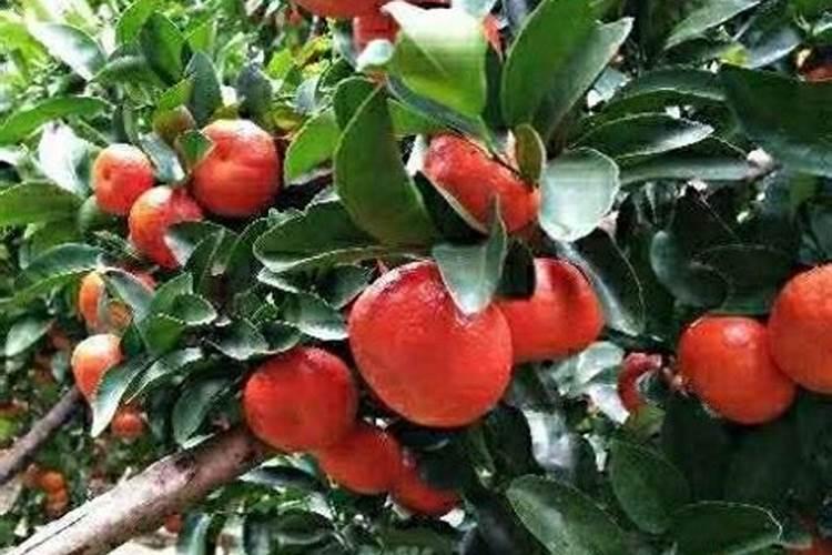 氮磷钾复合肥适合什么花 氮磷钾复合肥使用方法