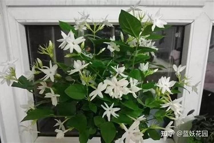 玉米苗期喷什么叶面肥