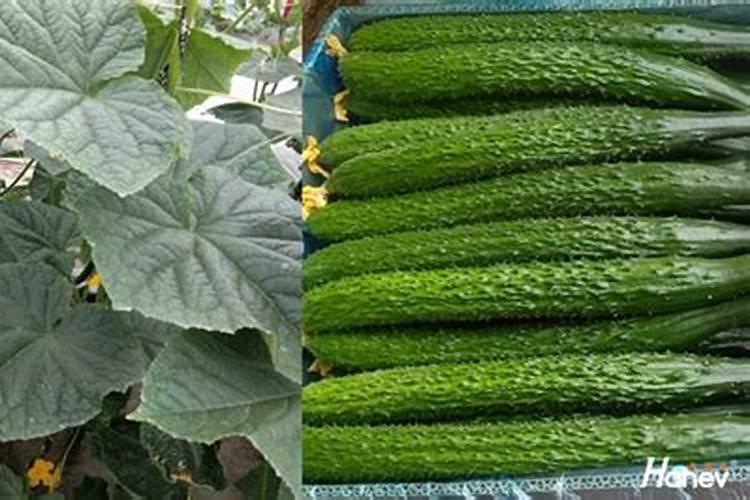 党参种植的条件