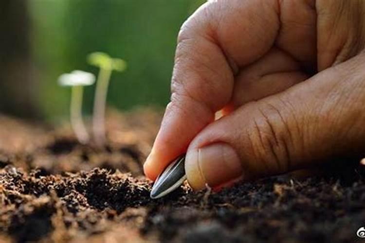 刺嫩芽怎么养殖？