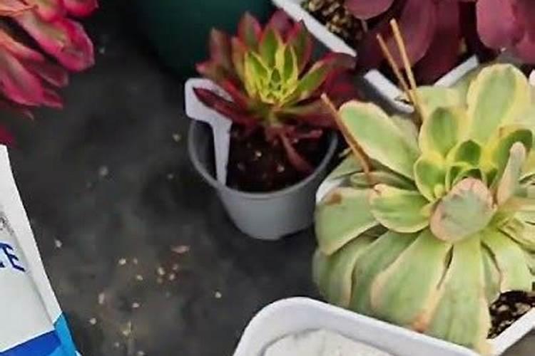 花草植物过冬的方法有哪些