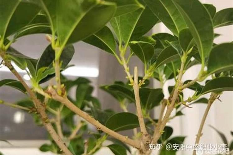 盆栽桂花怎么施肥