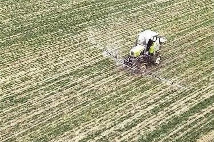 小麦防冻专用叶面肥 小麦防冻措施