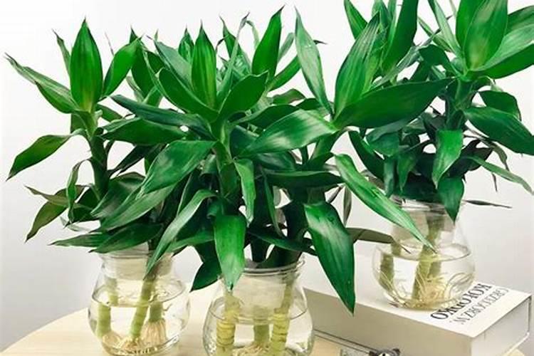 种植油菜为什么要施硼肥油菜啥时候施硼肥好