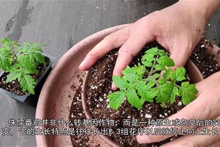 我种的番茄施肥过量了,怎么办