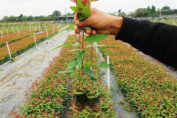 桉树幼苗施什么肥