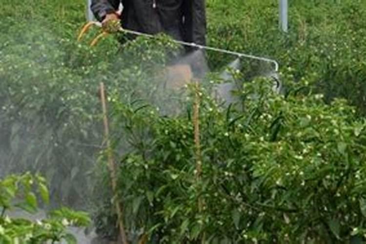 梨树夏季如何管理