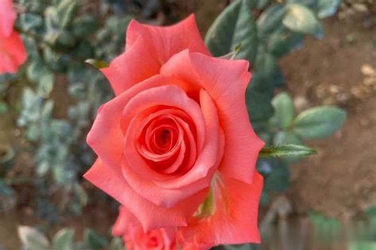 月季花最佳施肥时间是哪时候 月季花什么时候施肥好