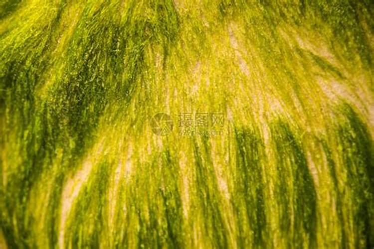 水产养殖虾塘水清肥不起来怎么办