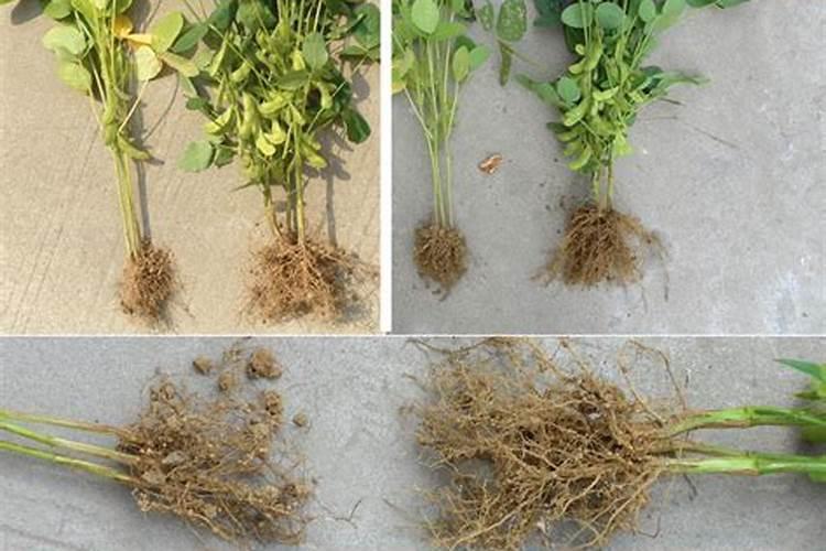 日光温室黄瓜高温管理技术如何操作？