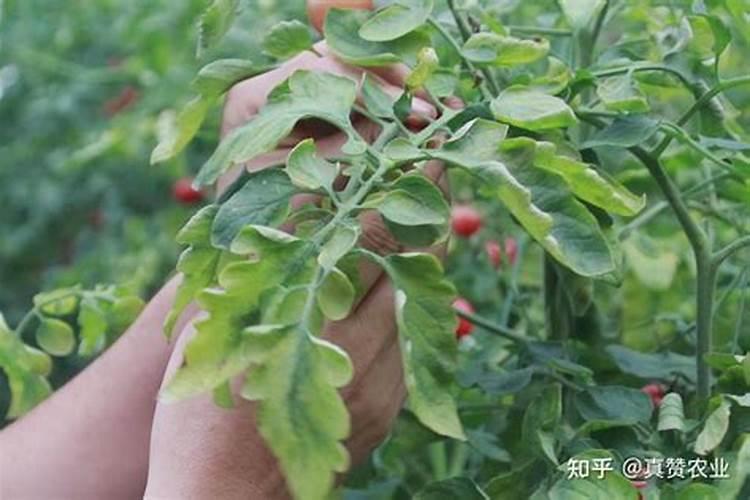 果蔗长个子的时候特能吃肥,选哪种钾肥好啊？