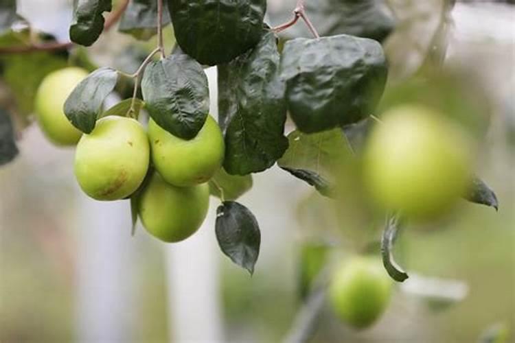 台湾大青枣苗是怎样培育的？