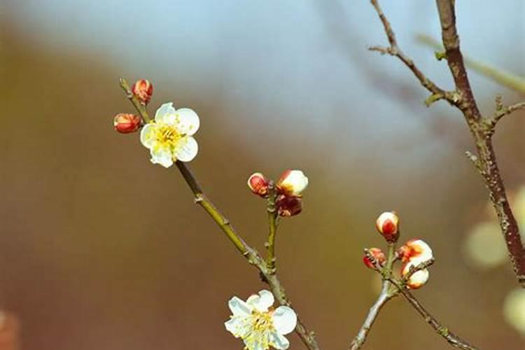 盆栽梅花怎么施肥？