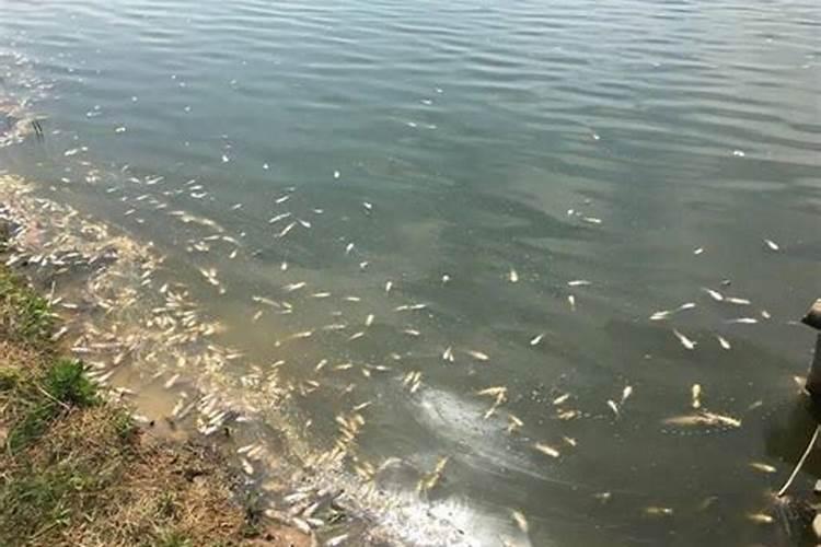 果树缺钙用什么肥料最适合(果树需补什么钙肥最好)