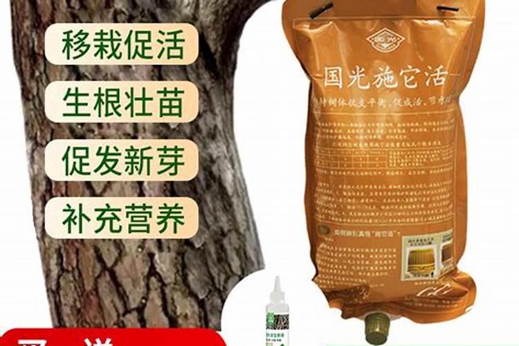 怎么让大树根快速腐烂