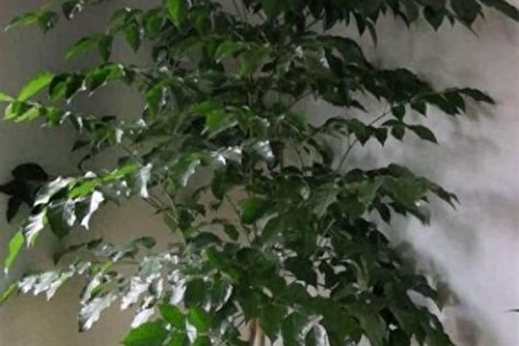 复合多肽固体饮料有什么好处