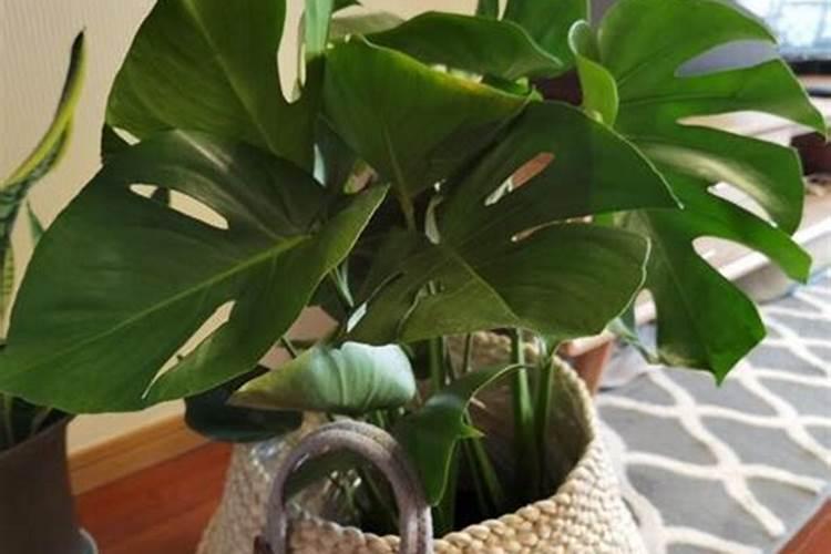 龟背竹施肥方法,用什么肥好