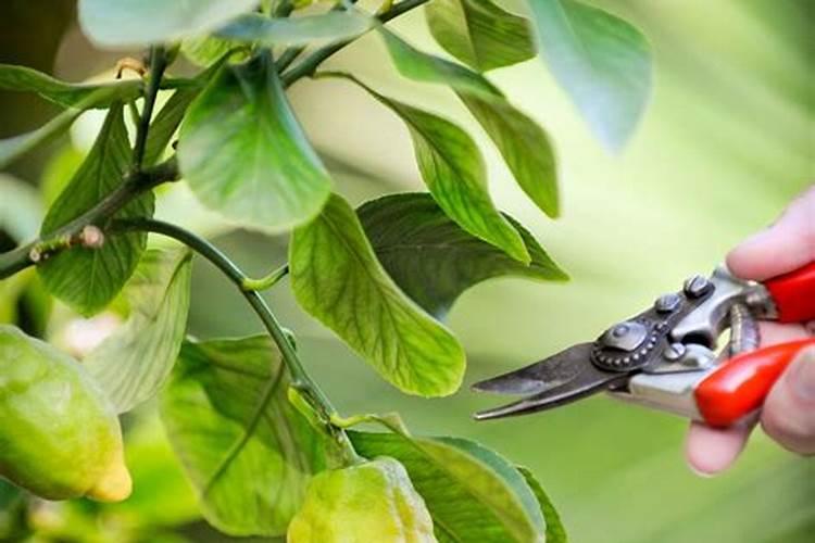 种柠檬施什么肥