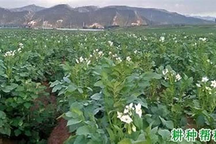 酒精能不能喷花草杀虫的？