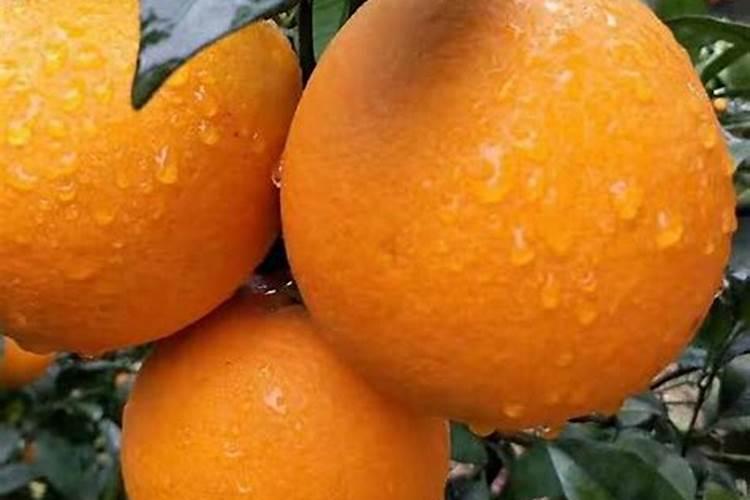 碧护在草莓苗期使用方法