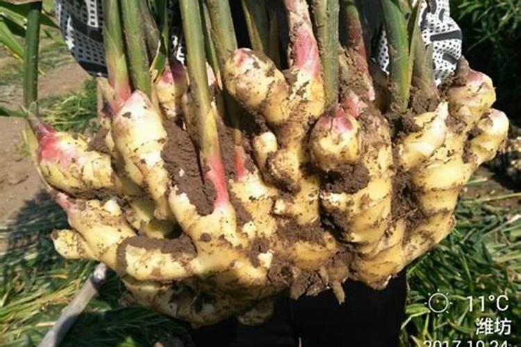 植物缺硼会出现哪些症状？