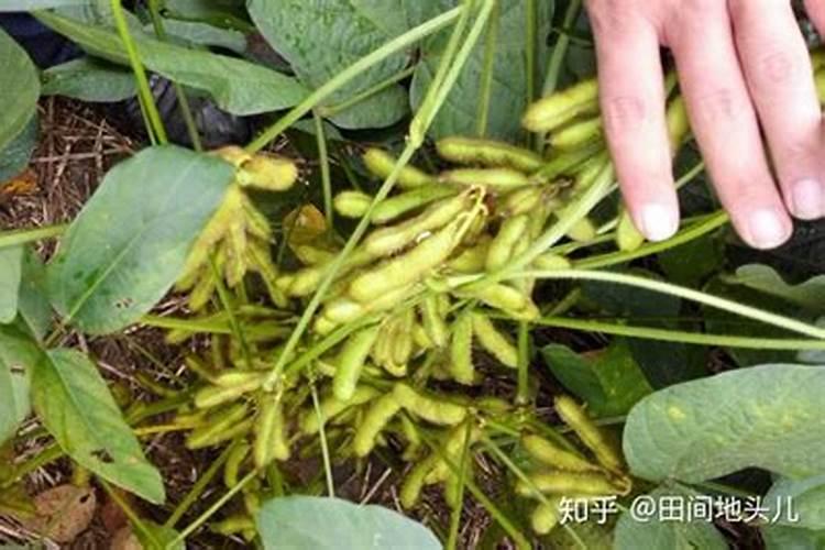 黄豆开花期需要施什么肥