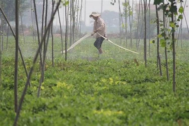 如何施用叶面肥