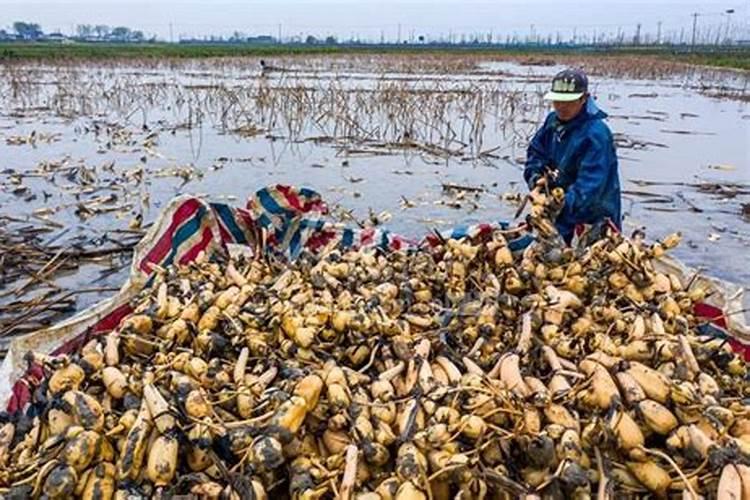 油麦苗可以移植吗？