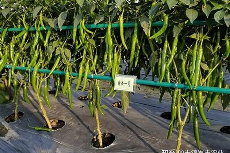 求线椒种植技术