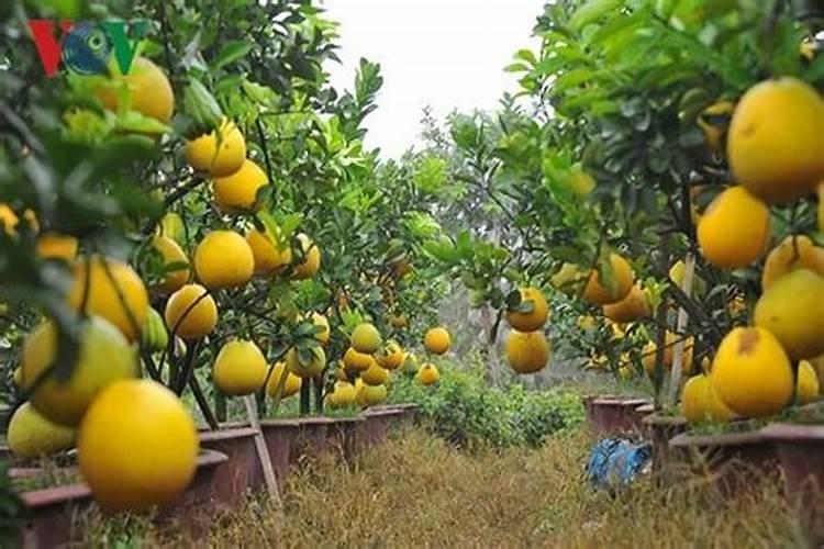 黄瓜叶片如何变绿变厚？