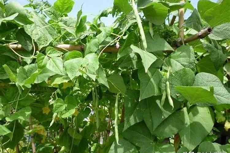 四季豆全年施肥时间及施肥方法