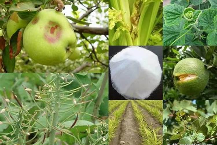 甜瓜果肉腐烂的原因及防治方法甜瓜的种植方法