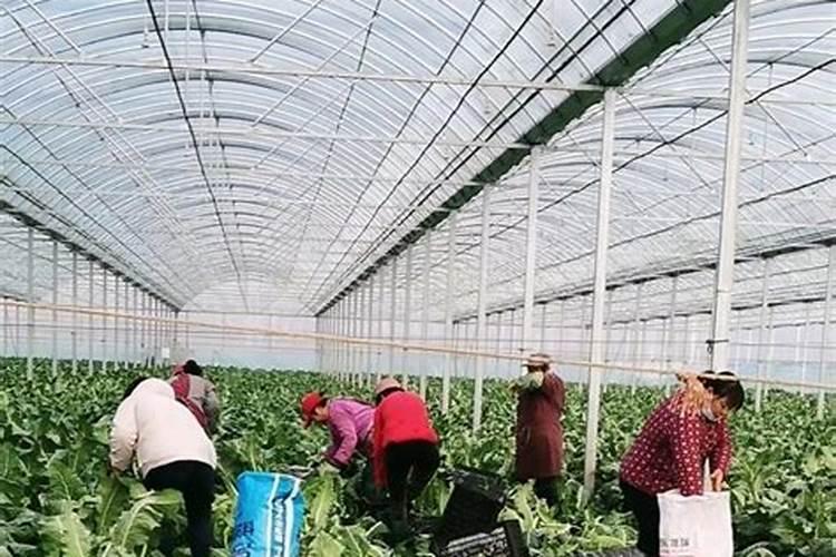 施可丰复合肥怎么样