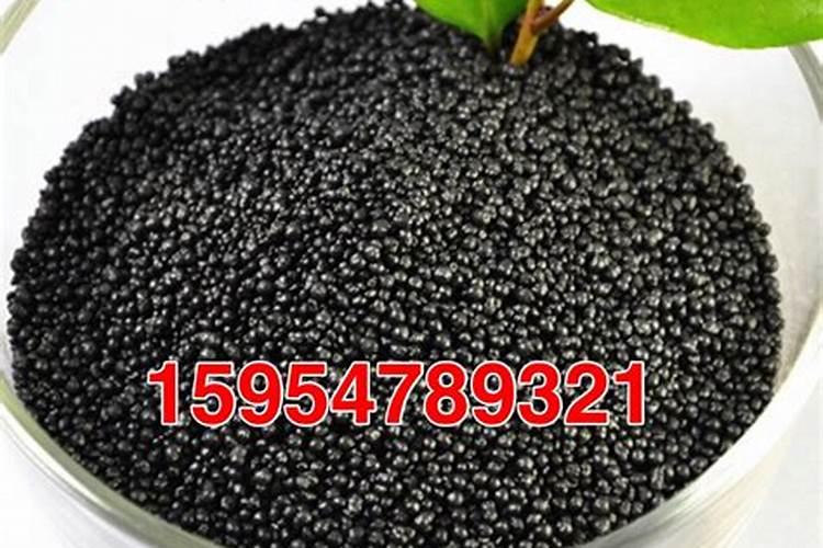 金桔叶子卷曲变干,施加铁肥并更换土质