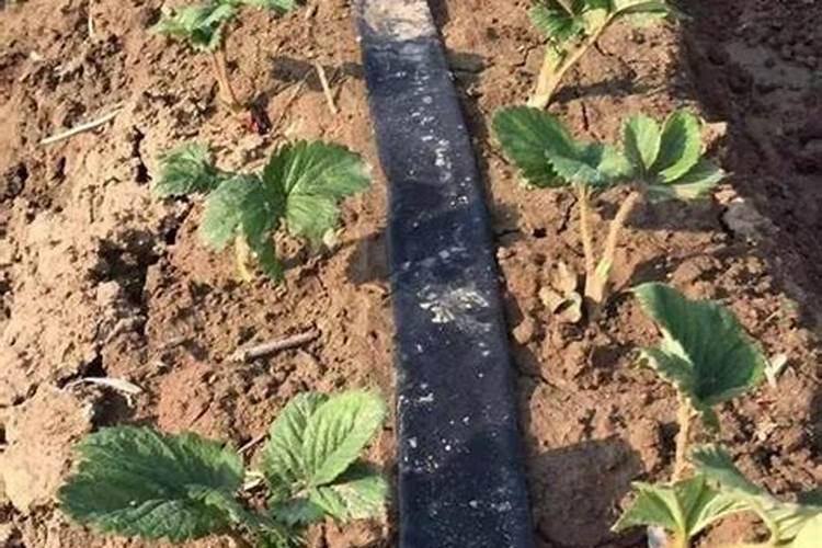 草莓碧护使用方法