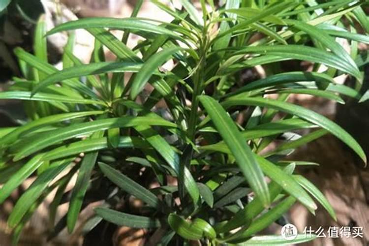 怎样自制液体有机肥料 液肥怎么制作