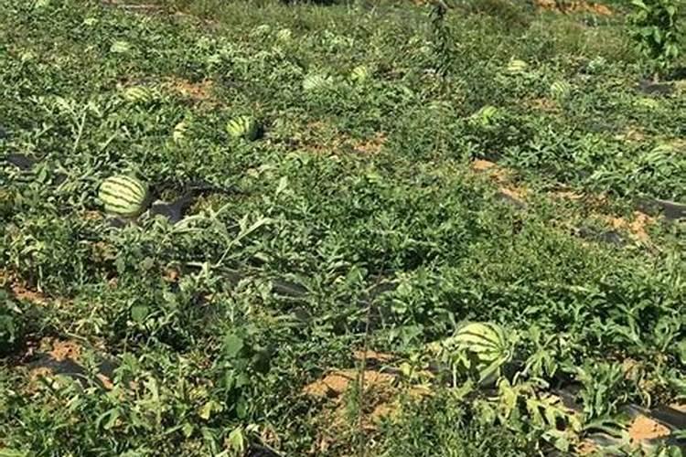 水果西瓜施肥方法和时间水果西瓜如何施肥